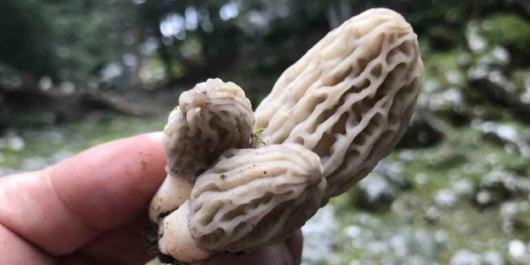 Halk arasında ‘göbek’ diye biliniyor, 1.800 rakımdan toplanıyor: Kilosu 1500 TL! 10